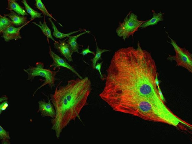 A multiple-exposure image of a FluoCells® prepared slide #2 of stained bovine pulmonary artery endothelial cells acquired by the FLoid® Cell Imaging Station (Cat.no. 4471136).